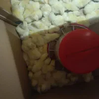 جوجه گوشتی درجه یک