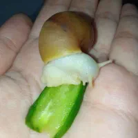 حلزون ۷ سانتی