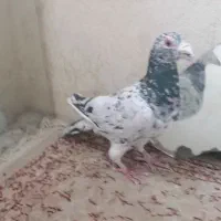 کفتر سار و پولک.به شرط. فریمان.