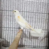 قناری نر و ماده موزایکی