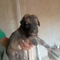 توله سراب