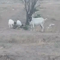 بز پاکستانی چهار شکم زایمان کرده