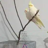 جفت مولد و سالم عروس هلندی
