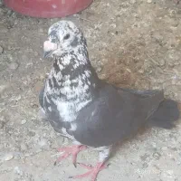 کفتر نر