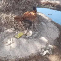 جوجه لاری