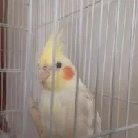 عروس هلندی لوتیو نر سر حال