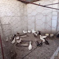 غاز و اردک