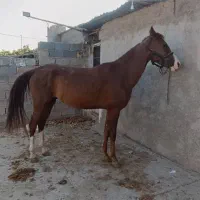 خرید و فروش اسب