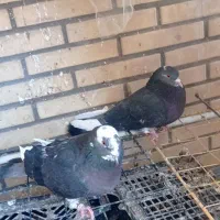 گوره سیاه پرشی