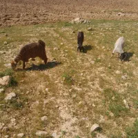 بزغاله ماده یا چپش ماده