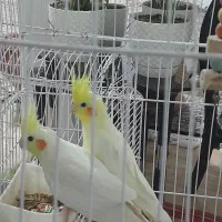 عروس هلندی سلامت