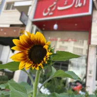 آپارتمان-دو-خواب-نقلی