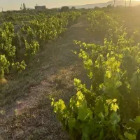 فروش-باغ-2500-متری-در-منطقه-ویلای