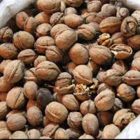 فروش گردو بصورت عمده