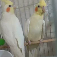 عروس هلندی لوتینو نر و ماده