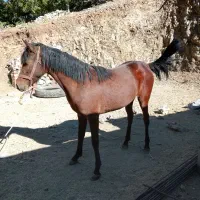 خرید فروش اسب باری