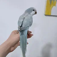 راهب سخنگو رنگ خاص اعجوبه  خوشگل فول رام عروسک