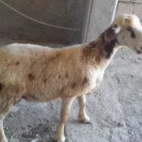 بره نر قربانی