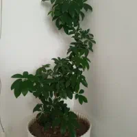 برنج نصر