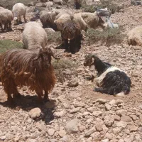 ۶راس تیشتر ماده جوان آبستن شکم اول.کیلویی۵۰۰