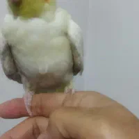 جوجه لوتینو