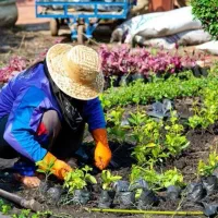 خدمات باغبانی باغچه کاری کاشت گل وگیاه خاک گلدون