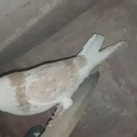 کبوتر