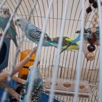 ۶عدد مرغ عشق زیبا و سرحال همراه قفس