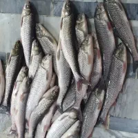 پخش و فروش ماهی سفید صید روز برای رستوران و منازل