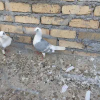 پشتی ترک سفید