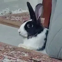 سرپرستی خرگوش