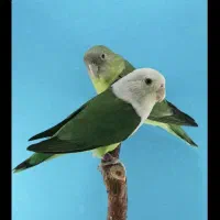 طوطی ماداگاسکار
