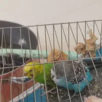 دو عدد مرغ عشق سلامت