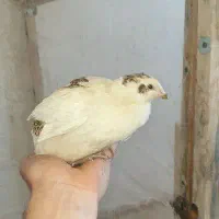 جفت بلدرچین (روانسر)