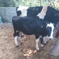 گاو پرشیر وگوساله ماده با تخفیف