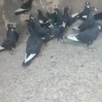 کبوتر جونگ پلنگ نر