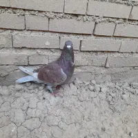پلاکی گرفتنی