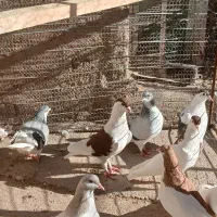 فروش کبوتر