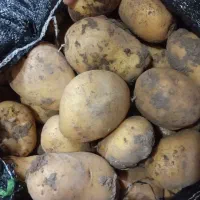 سیب زمینی تازه درجه یک