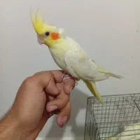 دو عدد عروس چهار ماهه