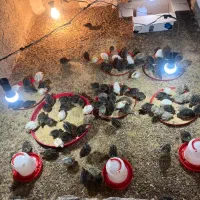 بلدرچین ژاپنی تخم‌گذار 22 روزه سالم و درشت