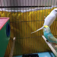 مرغ عشق|پرنده|بندر ماهشهر, |دیوار