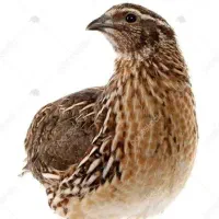 ۵ عدد بلدرچین