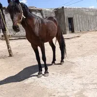 اسب نر
