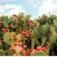 فروش کاکتوس اپونتیا