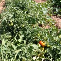 گوجه بازاری ی دست خوش رنگ