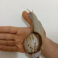 حلزون