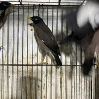 مینا اصیل افغانی رسید