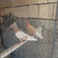 کبوتر دوتا ماده زرد