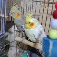 عروس  هلندی دون خور  توافقی بدوحراج